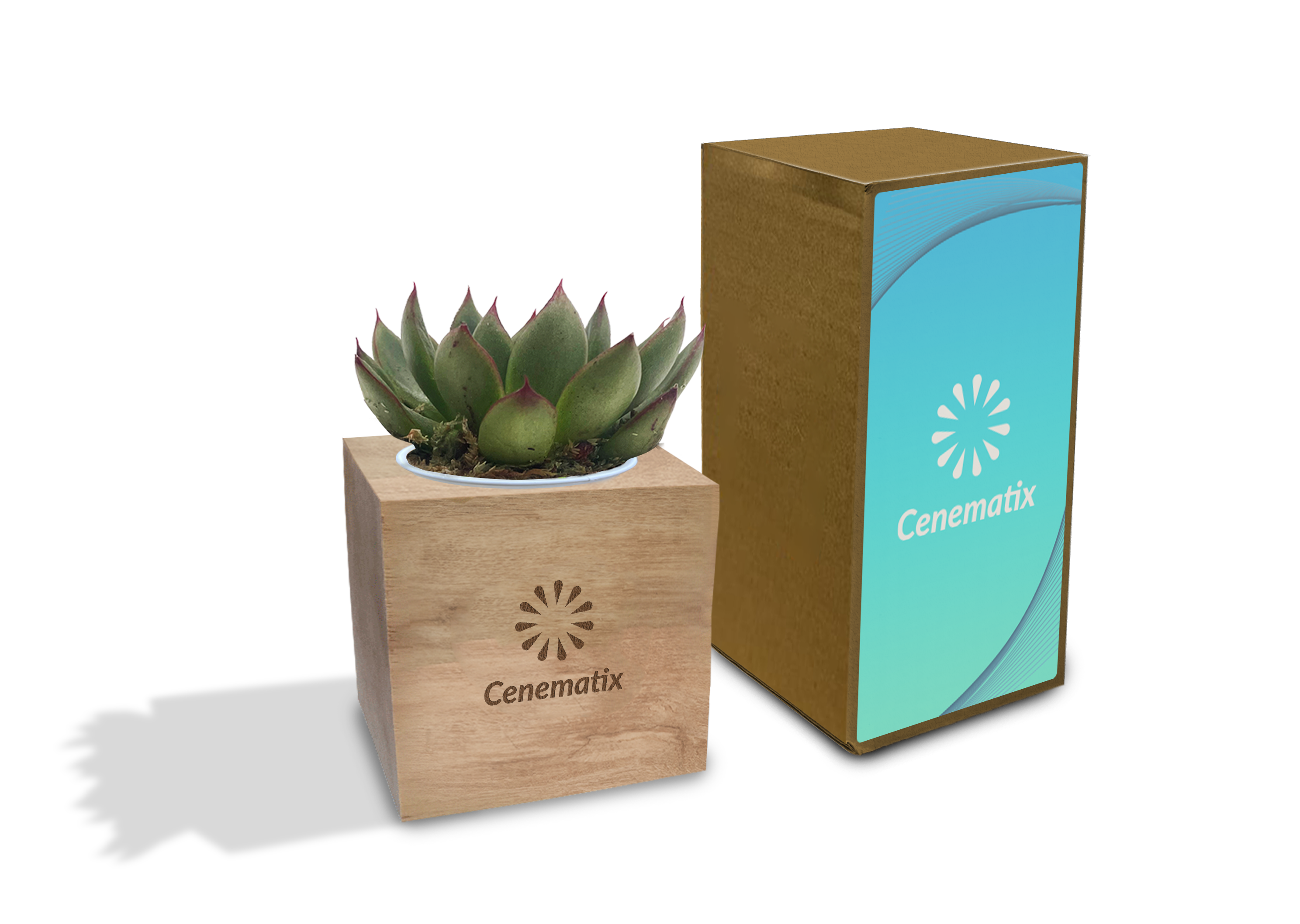 Wooden Succulent - Example Artwork (3D) (LPS-003).png